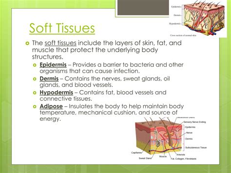 Soft Tissue Diagram