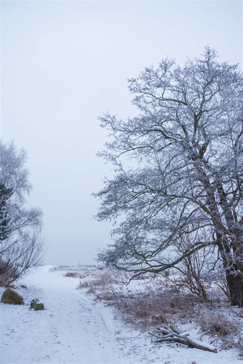 Hintergrundbilder Wald Schnee Winter Ast Kalt Frost Raureif