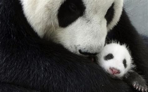Video Mother Panda Reunited With Newborn Baby After Month Long