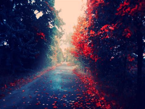 Autumn Leaves Road Wallpaper High Definition High Quality Widescreen
