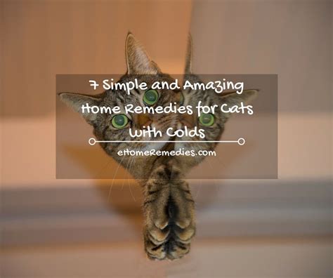 7 Simple And Amazing Home Remedies For Cats With Colds Cat Care Cat