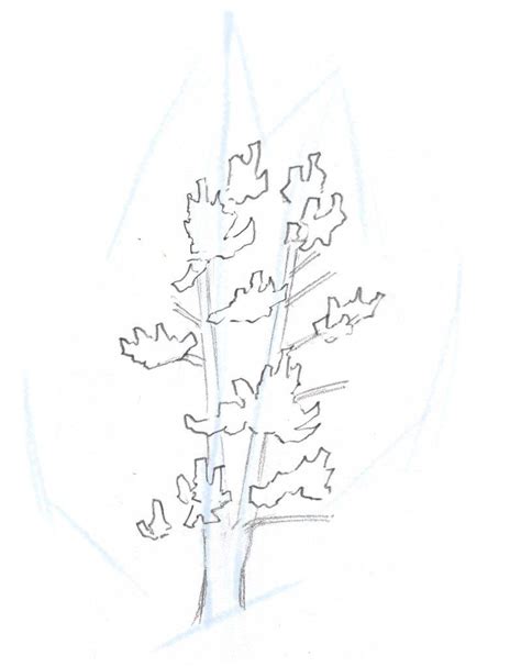 How To Draw Trees Conifers Tree Drawing Tree Sketches Drawings