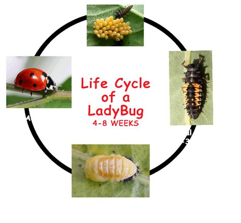 Faites votre choix parmi les nombreuses scènes similaires. Ladybug Life Cycle - Kids Growing Strong