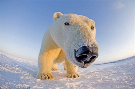 Curious Polar Bear Wide Angle Lens Photoshopbattles