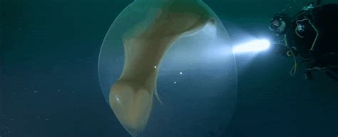 If i ever have kids, they will awesome things like this giant squid pillow. This mesmerising underwater blob is actually a huge, rare mass of squid eggs - Science Daily Press