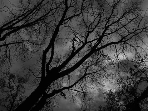 Black And White Photograph Of Tree Branches Against Cloudy Sky