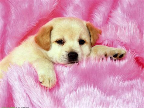 Cute Baby Puppies Wallpapers Top Free Cute Baby Puppies Backgrounds