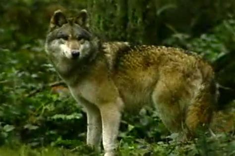 Great News For Washingtons Wolves Wildlife Commission Adopts Wolf