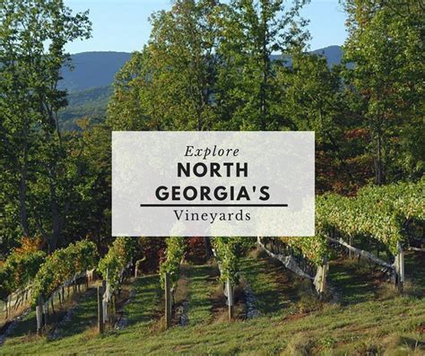 Take A Wine Tour Through Picturesque North Georgia Wine Tour North