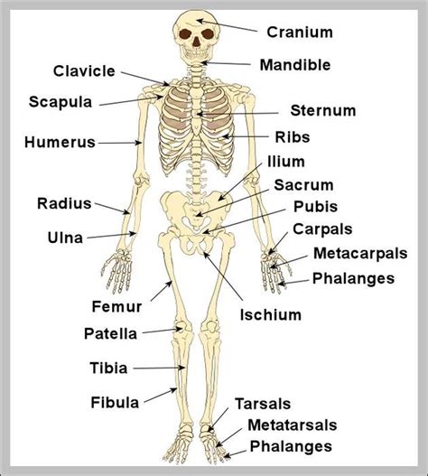 Human Skeleton With Labels 2 Graph Diagram