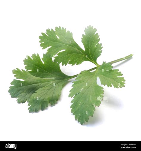Coriander Leaf Hi Res Stock Photography And Images Alamy