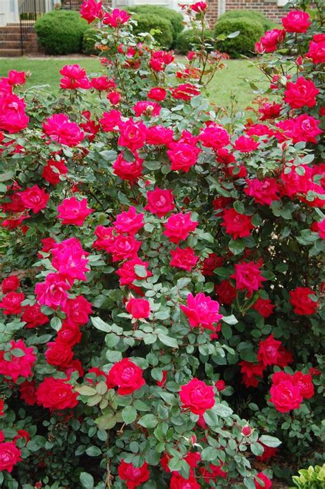 Knock Out Rose Rosa Radrazz From East Coast Nurseries
