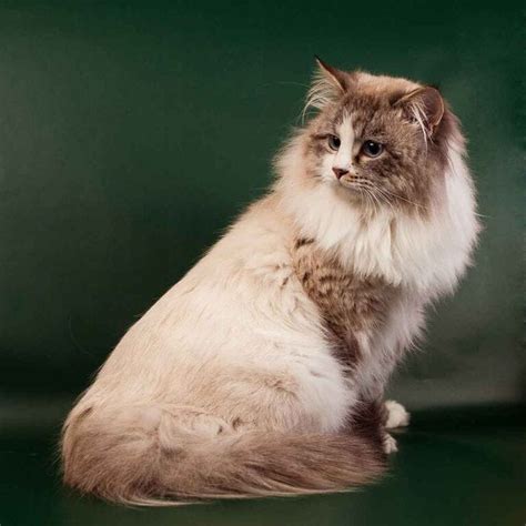 Neva Masquerade Cat An Original Long Haired Beauty