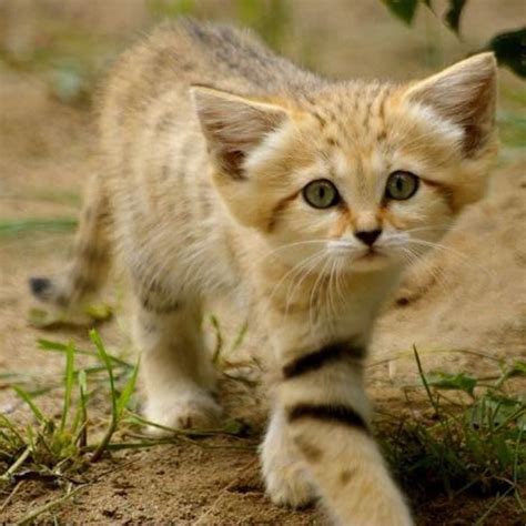 Arabian Sand Cat Very Cute Animal Love Pinterest
