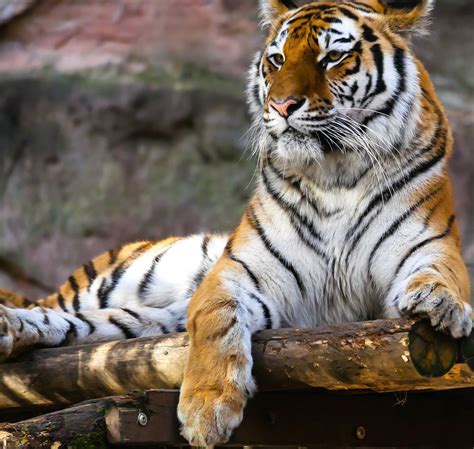 Gratis Billede Dyr Tiger Fotografering Kat Natur Afrika Tiger