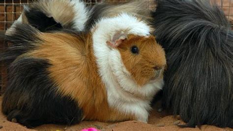 Guinea Pigs With Crazy Hair Best Friends Animal Society Save Them All