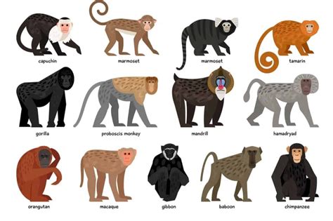 13 Different Types Of Monkeys From Around The World Types Of Monkeys