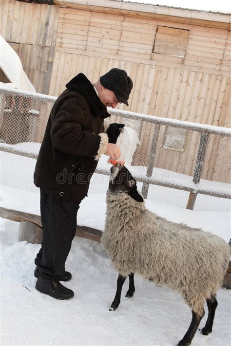 Man Feeding Sheep Stock Photo Image Of Leaning Rural 28827604