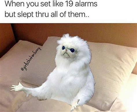 24 Persian Cat Room Guardian Memes When You Want To Throw