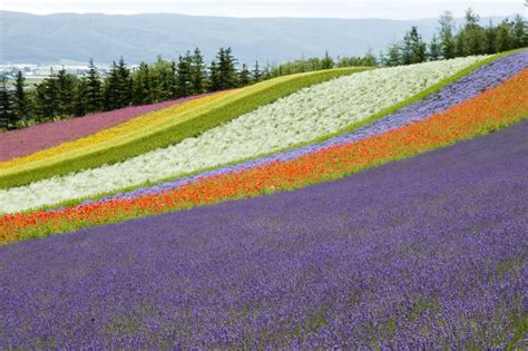 Furano Lavender Lavender Flower Farms Of Furano Hokkaido