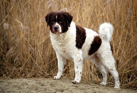 8 Water Dogs Breeds Pets Feed