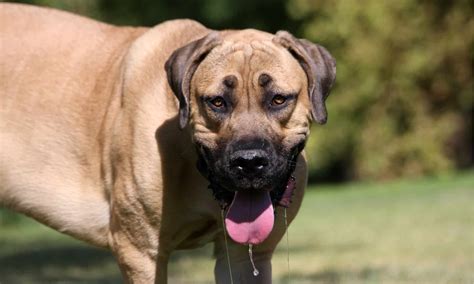Discover The 10 Smelliest Dog Breeds That Fart A Lot