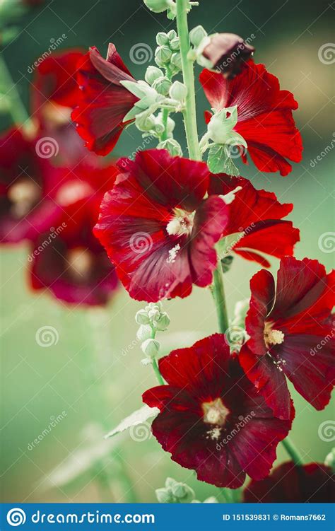 Red Flower Bell In The Garden Stock Image Image Of Vegetation Bell
