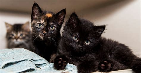 Kitten Cats For Adoption Near Me Anna Blog