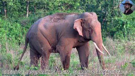 Giant Tusker Elephant In A Hurry To Join Group Youtube