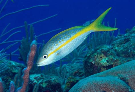 Yellowtail Snapper Information and Picture | Sea Animals