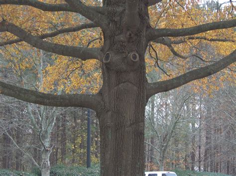 Sad Tree Pareidolia