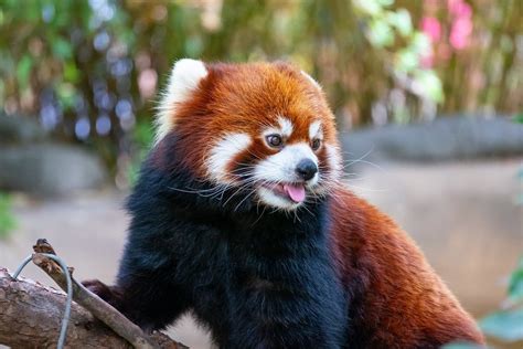 Red Panda At The San Diego Zoo Sony A9 Sonyalpha