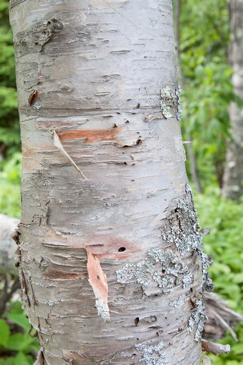 Close Up Of Birch Tree Bark Stock Image Image Of Natural White 98598899