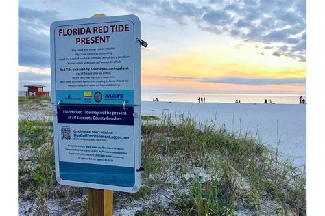 Red Tide Returns To Southern Sarasota Beaches Your Observer