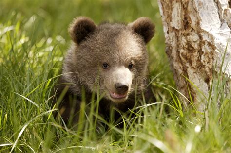 Grizzly Bear Cub Royalty Free Stock Image Image 4030576
