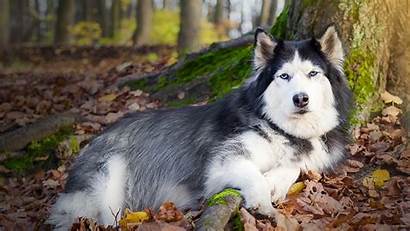 Husky Siberian Eyes Dogs Animals Wallpapers Pets
