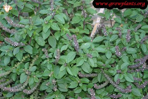 Holy Basil How To Grow And Care