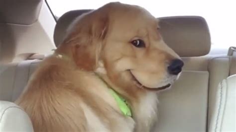 Smiling Dog Evil Dog In Backseat Know Your Meme