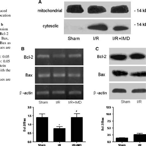 Imd Inhibits The Mitochondria Mediated Myocardial Apoptosis Induced By