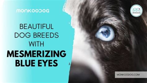 Top 12 Dog Breeds List With Mesmerizing Blue Eyes