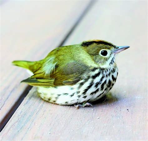Ovenbird Part Of The Returning Warbler Lineup Our Fine Feathered Friends