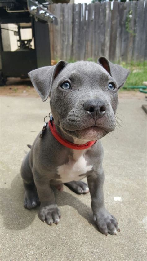 My puppy is a blue all day long. Blue nose pit puppy | Бультерьер
