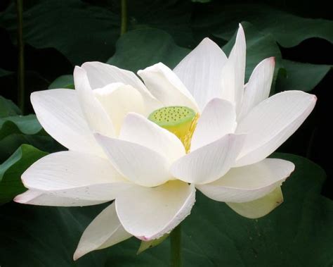Big White Lotus Flower Photo 1 Comment Hi Res 720p Hd