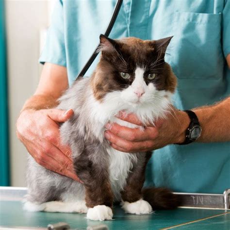 The Causes Of Abdominal Fluid Buildup In Cats Catster Pets Cat