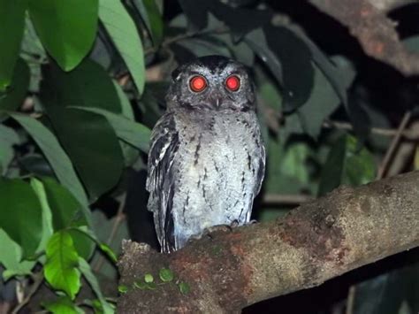 Burung Hantu yang Tidak Perlu Kita Takuti : Mongabay.co.id