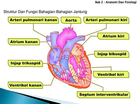 Struktur Jantung Dan Fungsinya