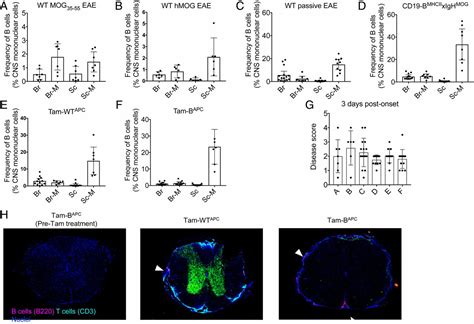Neutrophils Promote Vla Dependent B Cell Antigen Presentation And