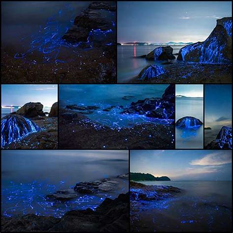 岡山で撮影されたウミホタルによる幻想的な海辺の写真（8枚） いぬらぼ