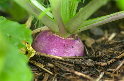 How Do I Grow Turnips Planting And Harvesting Guide Joegardener®