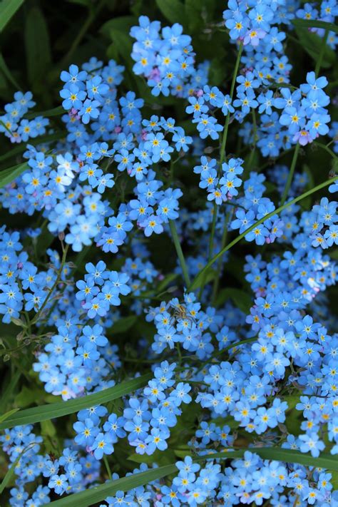 Pour Le Plaisir Des Yeux Blue Flower Wallpaper Flower